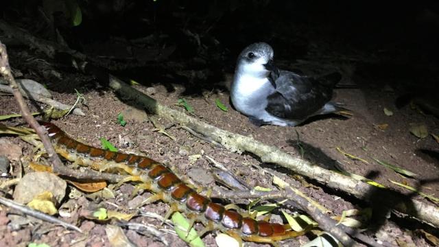 Giant Bird-Eating Centipedes Exist – And They’re Surprisingly Important For Their Ecosystem