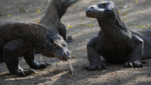 Nothing Could Possibly Go Wrong With Indonesia’s Plan for ‘Jurassic Park’ on Island Filled with Komodo Dragons