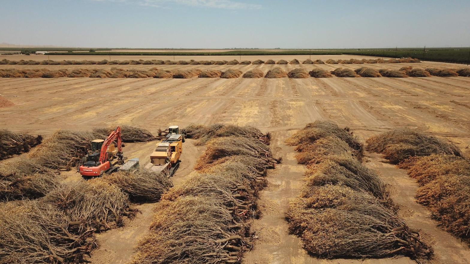 Dead almond trees lie in an open field after they were removed by a farmer because of a lack of water to irrigate them, in Huron, California. (Photo: Robyn Beck/AFP, Getty Images)