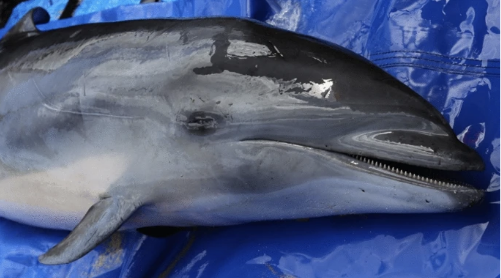 The infected Fraser's dolphin prior to autopsy.  (Image: K. West et al., 2021/Cindy Kern)