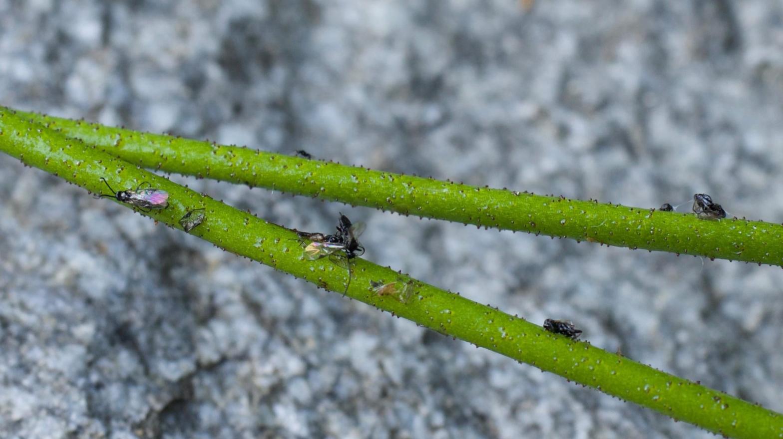 Dead insects stuck to the stem of a carnivorous Triantha occidentalis in North Cascades National Park, Washington. (Photo: Qianshi Lin)