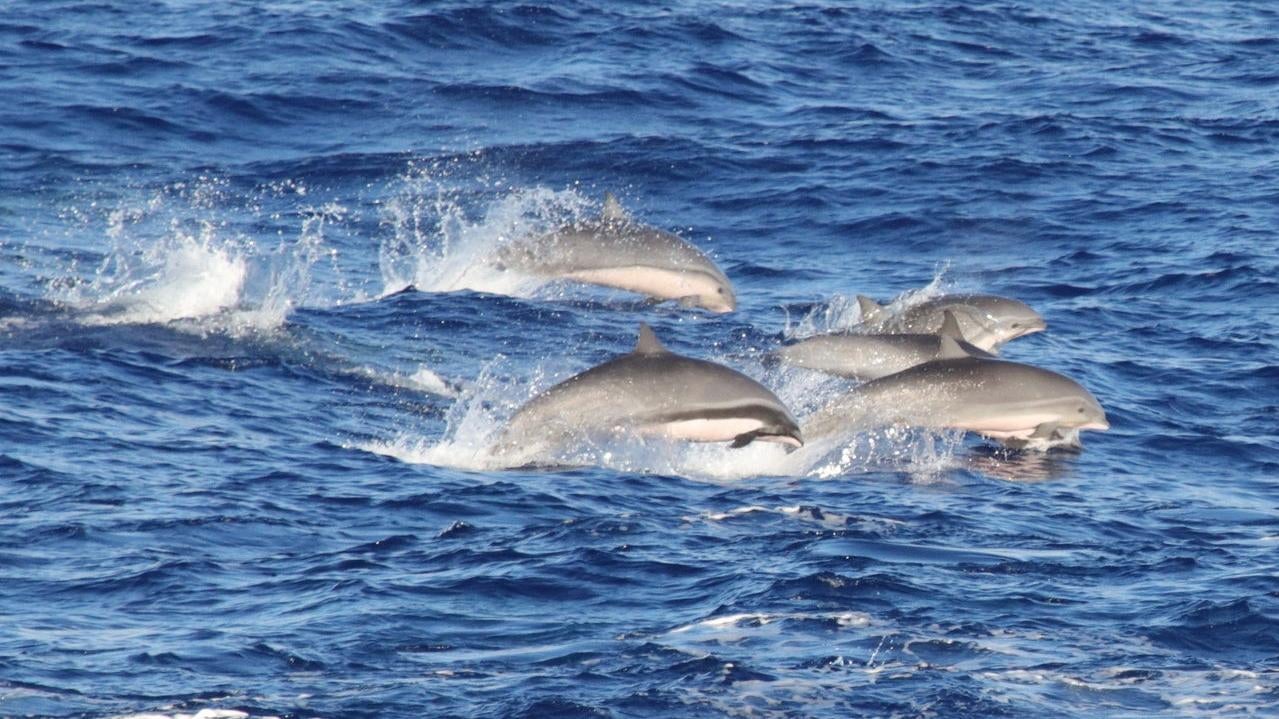 A group of Fraser's dolphins spotted near Hawaii.  (Image: NOAA Fisheries/Allan Ligon)