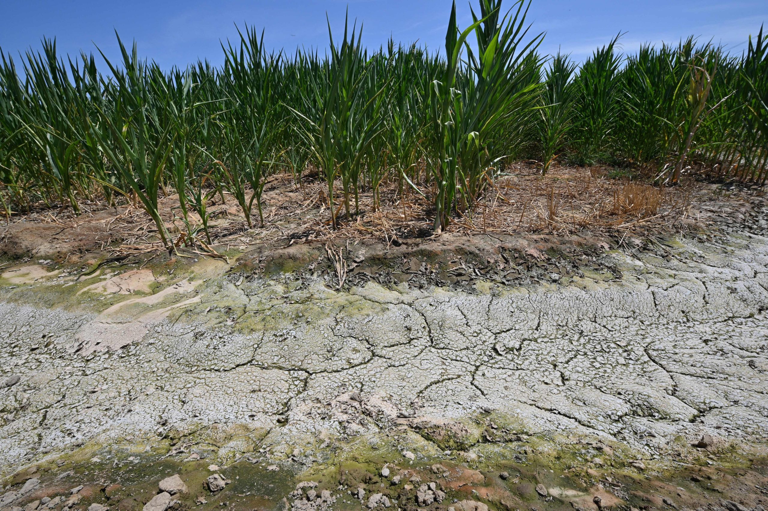 The dried and cracked soil in an irrigation ditch next to a corn field is seen on a farm in Fresno, California, July 24, 2021.  (Photo: Robyn Beck, Getty Images)