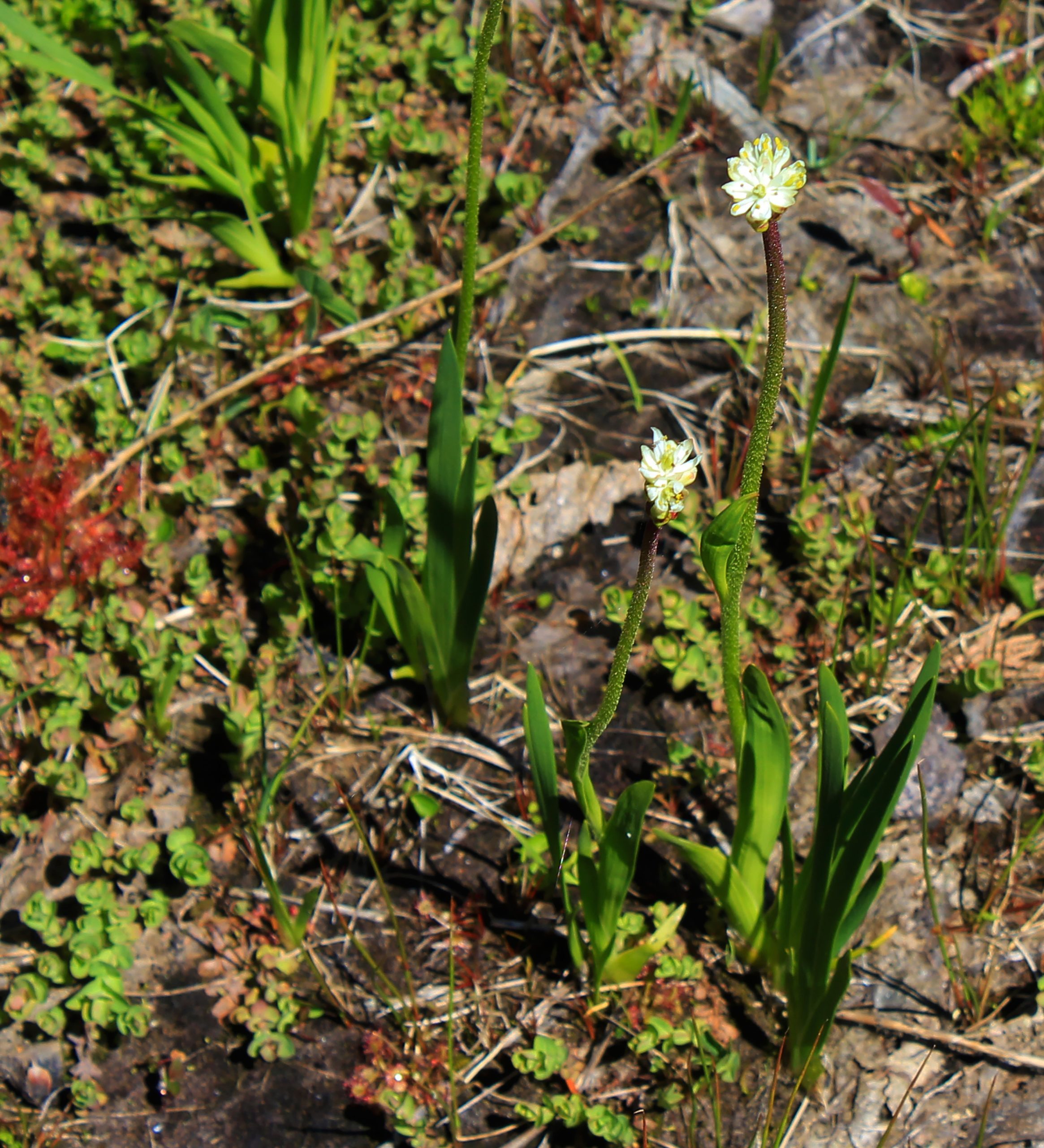 The carnivorous T. occidentalis (right) growing among other carnivorous plants (sundews) in Cypress Provincial Park, Canada. (Photo: Danilo Lima)