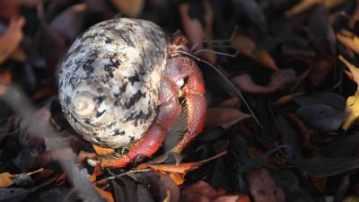 No, Hermit Crabs Are Not Trying to Bone Plastic Trash