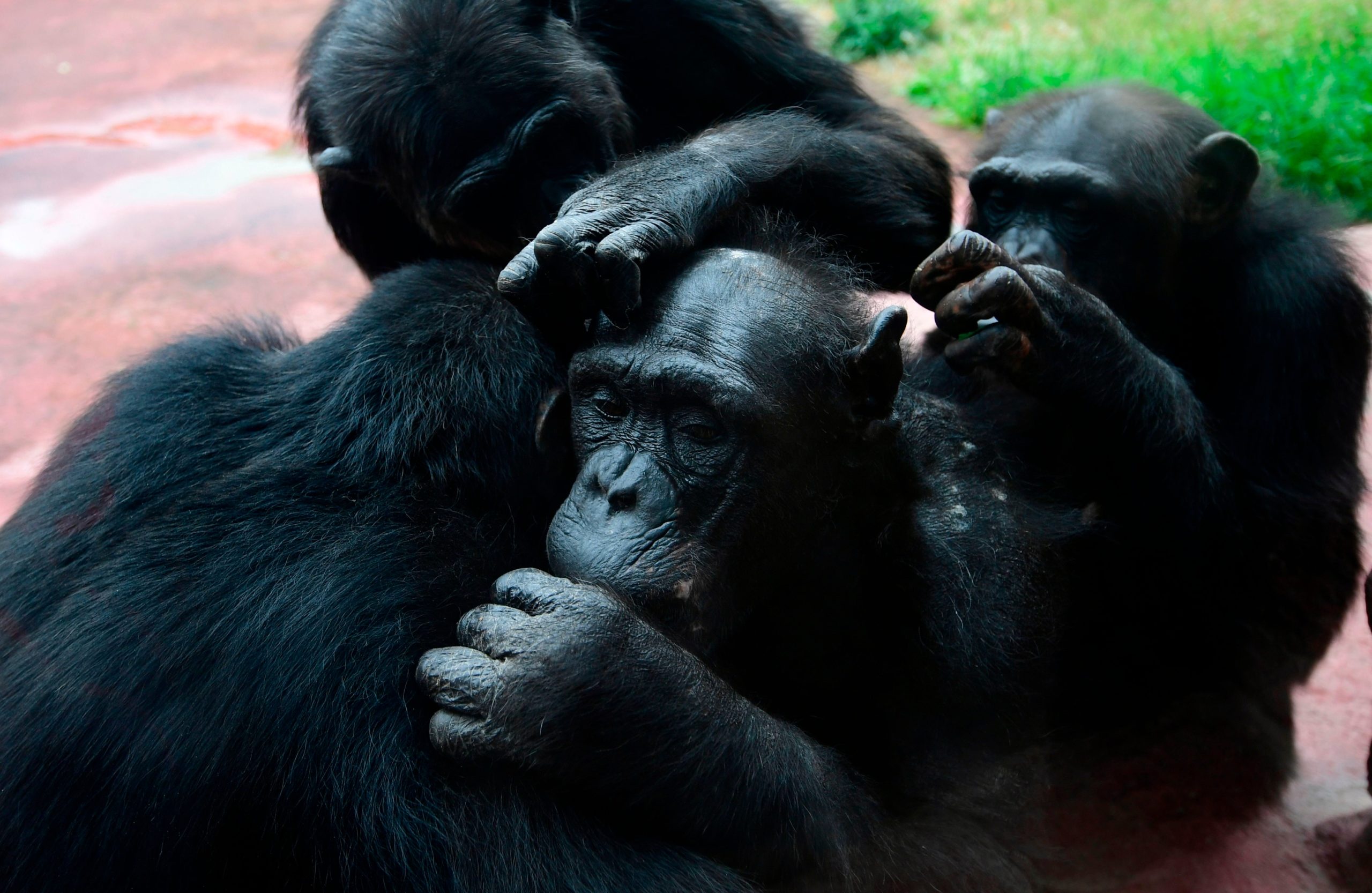 Chimpanzees grooming each other in a German zoo in 2020. (Photo: INA FASSBENDER/AFP, Getty Images)