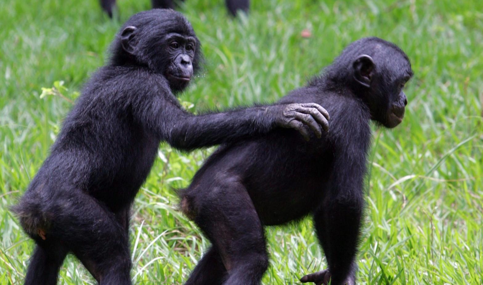 A pair of bonobos playing together in Kinshasa in 2006. (Photo: ISSOUF SANOGO/AFP, Getty Images)