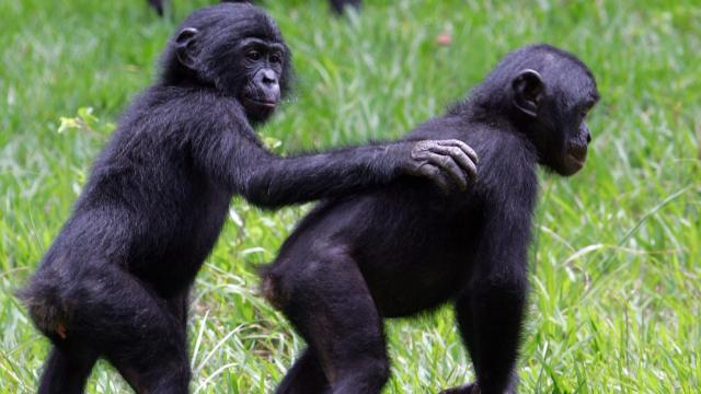 Bonobos Appear to Say ‘Hello’ and ‘Goodbye’ to Each Other