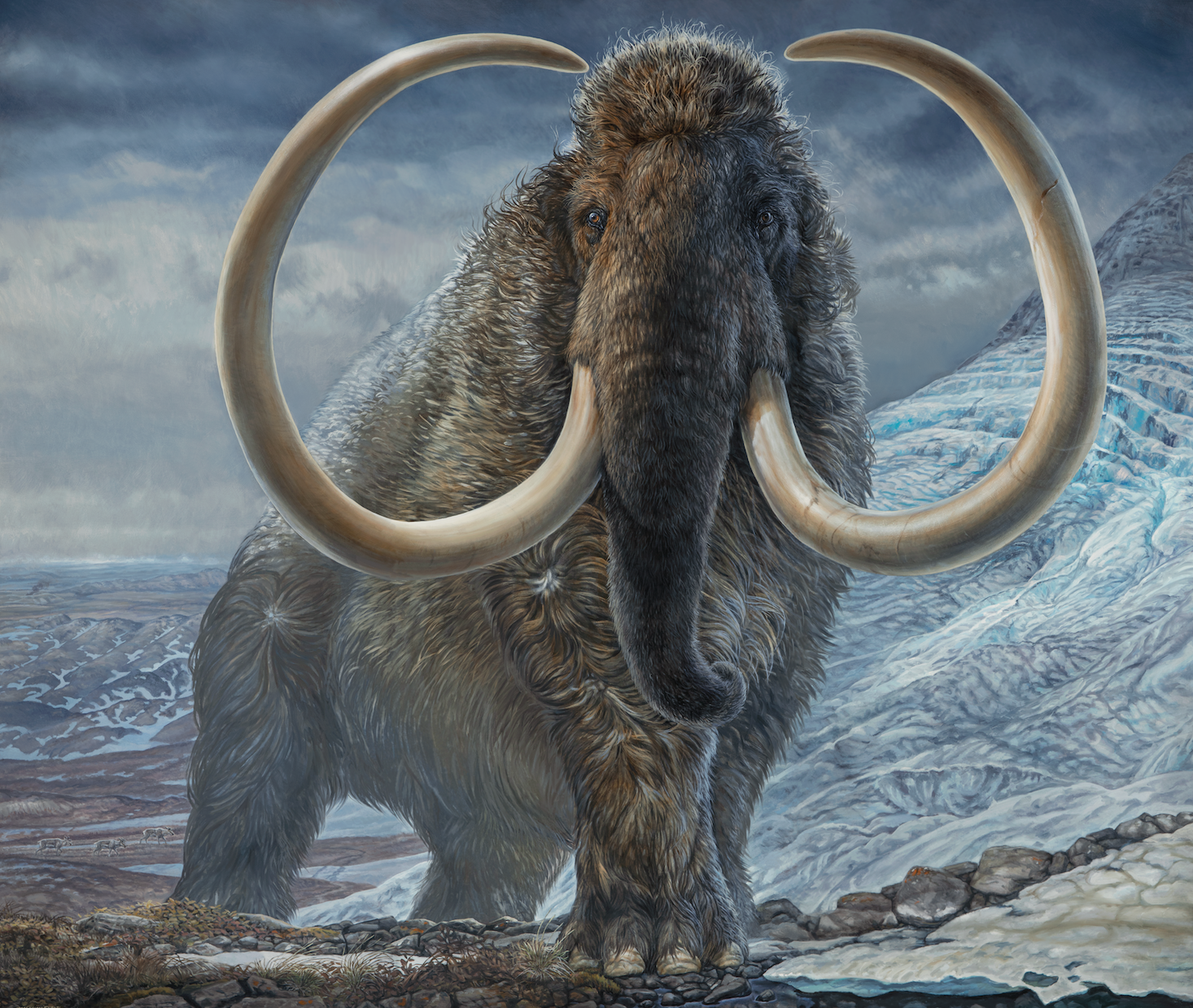 Illustration of a woolly mammoth (Illustration: James Haven)