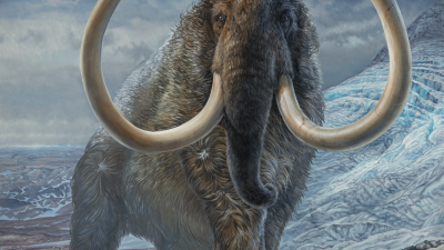 Unprecedented Study of a Single Woolly Mammoth Shows Where It Roamed From Birth to Death