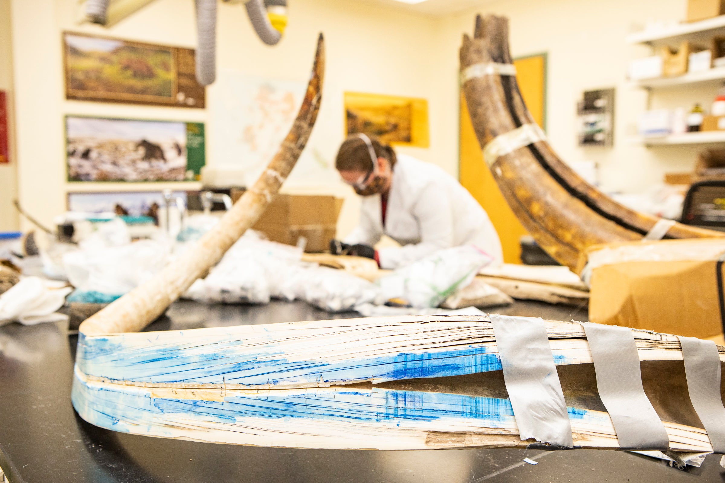 A view of the split mammoth tusk (foreground) in the Alaska Stable Isotope Facility at the University of Alaska Fairbanks. Karen Spaleta in the background prepares a piece of mammoth tusk for isotopic analyses. (Photo: JR Ancheta University of Alaska Fairbanks)