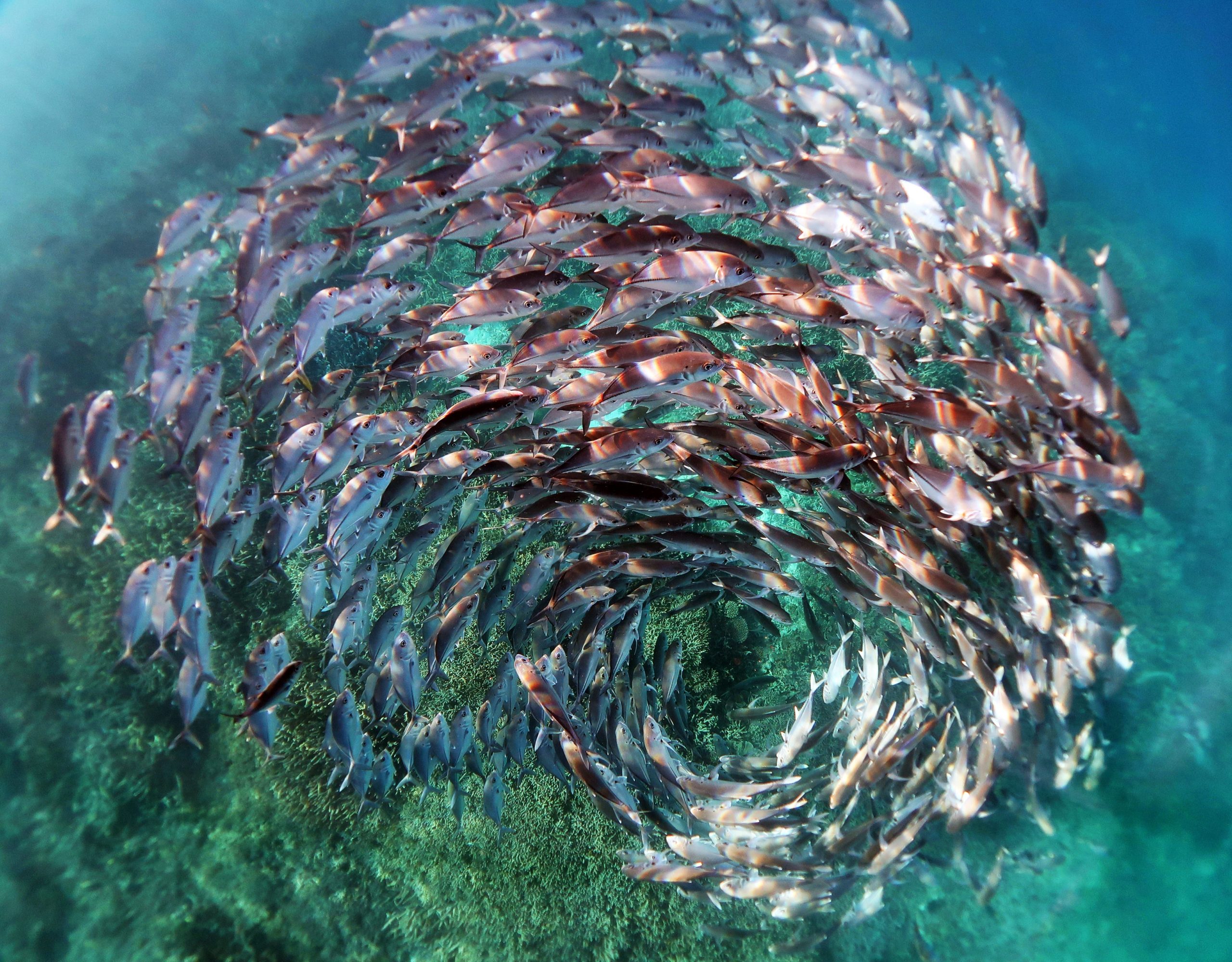 A school of jack fish in a spiral formation at Heron Island in the Great Barrier Reef.  (Photo: Kristen Brown (CC BY 4.0))