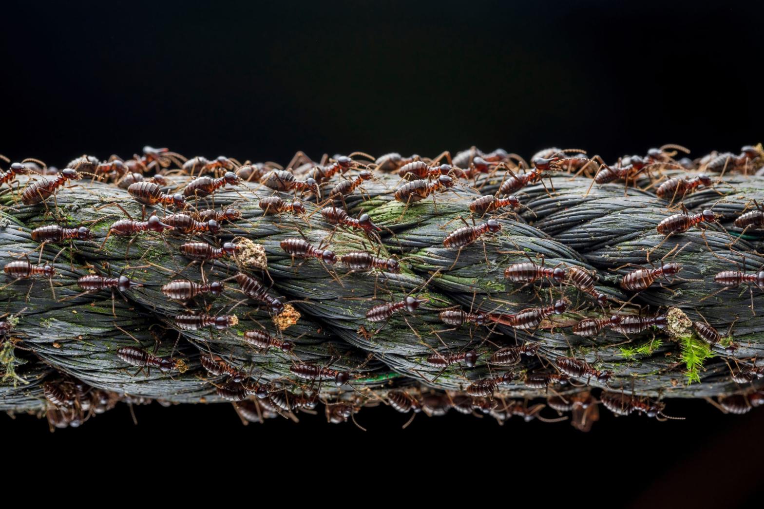 Soldier termites marching along a rope in Malaysia. (Image: Roberto García-Roa (CC BY 4.0))