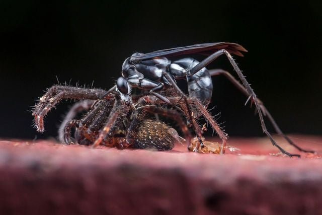 A wasp working on its prey, a spider, in Tiputini, Ecuador. (Image: Roberto García-Roa (CC BY 4.0))