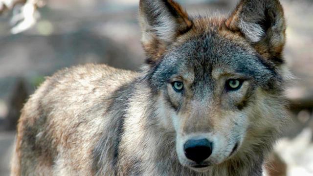 Ignoring Scientists’ Advice, Wisconsin Will Allow Hunters to Kill 300 Wolves This Autumn