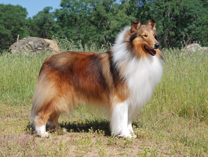 Jiff the collie, who has a shaded yellow phenotype. (Photo: Susan Larson)