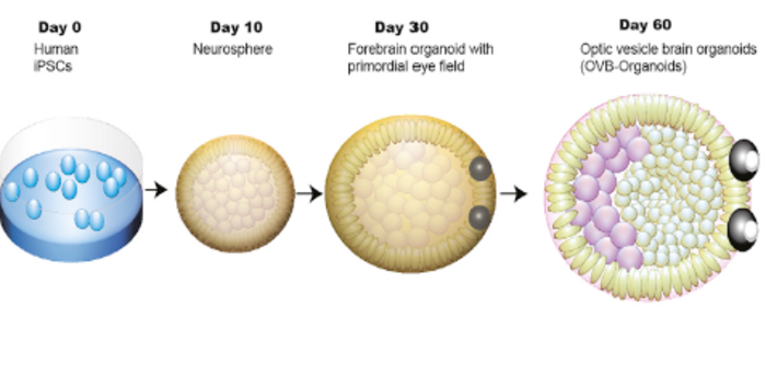 Scientists Grew a Brain-Like Blob With Primitive Eyes