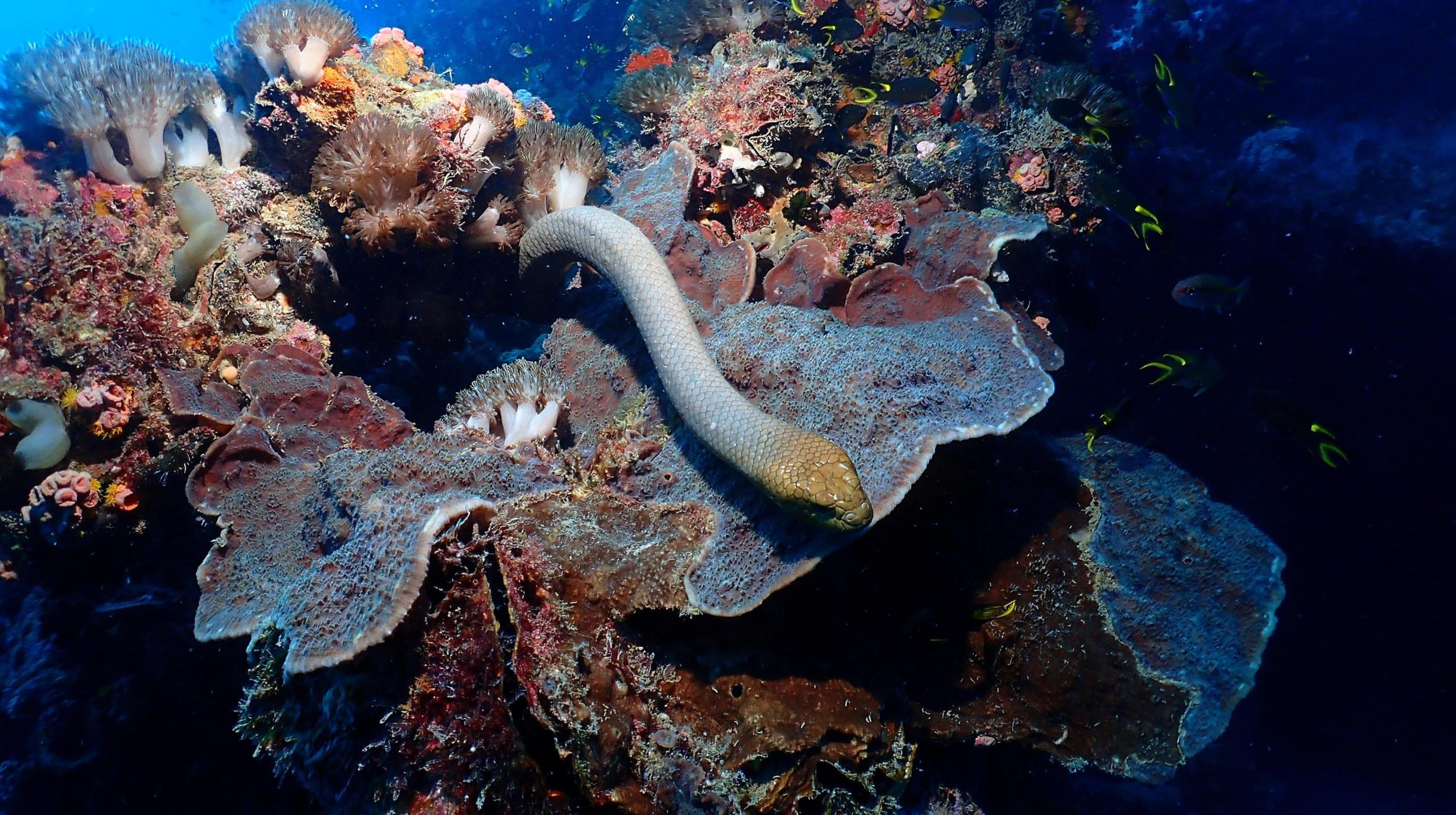 Olive sea snakes are among the largest marine snake species and prefer coral-reef areas. (Image: Jack Breedon)