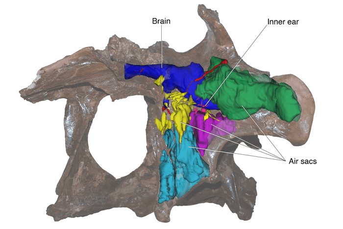 New Scans of Tyrannosaur Skulls Reveal Echoes of Dino Brains