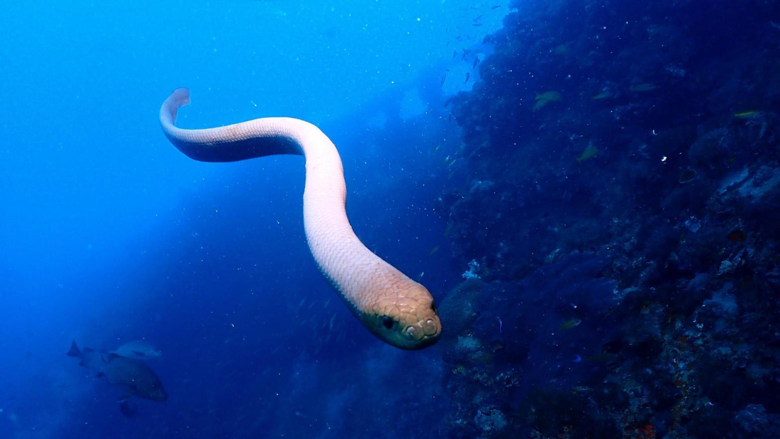 An Olive sea snake.  (Photo: Jack Breedon)