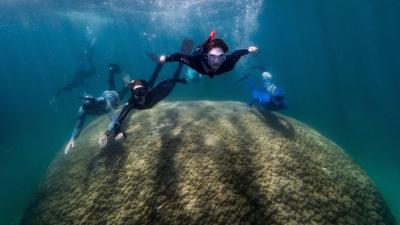 Astonishingly Large Coral Spotted in the Great Barrier Reef