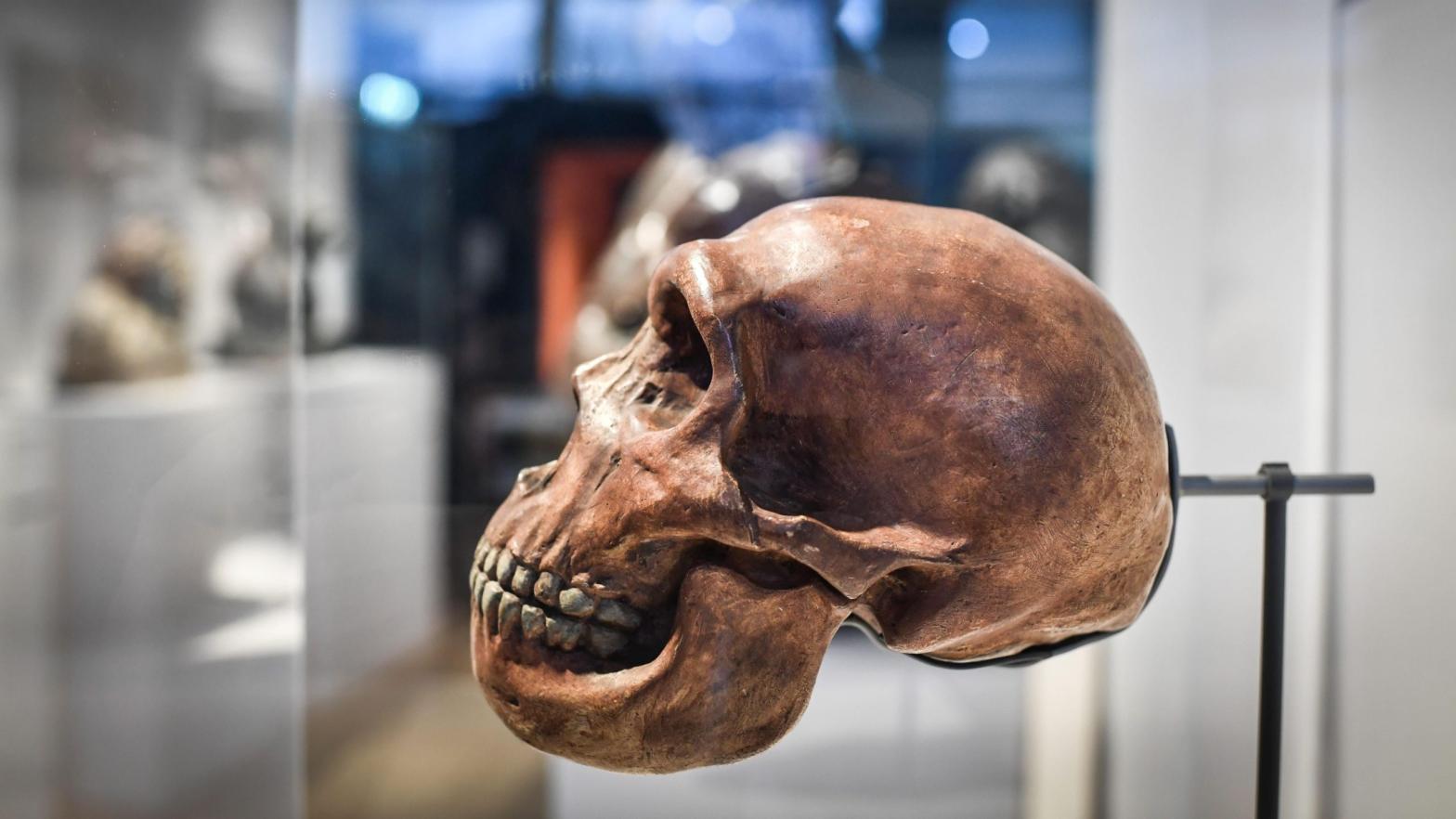 A skull on display as part of the Neanderthal exhibition at the Musee de l'Homme in Paris on March 26, 2018.  (Photo: STEPHANE DE SAKUTIN/AFP, Getty Images)