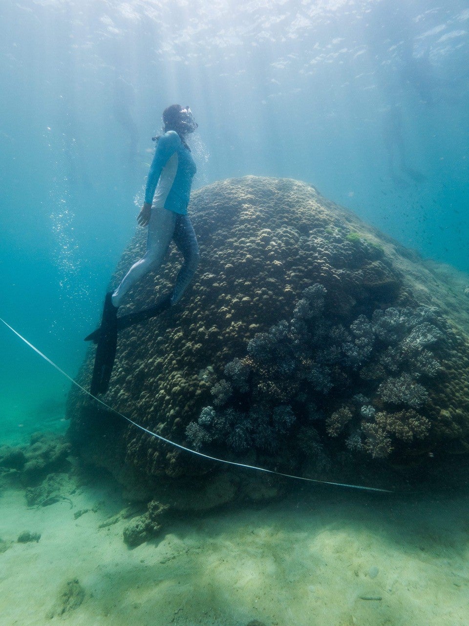 A tape measure strung around the giant coral. (Image: Woody Spark)