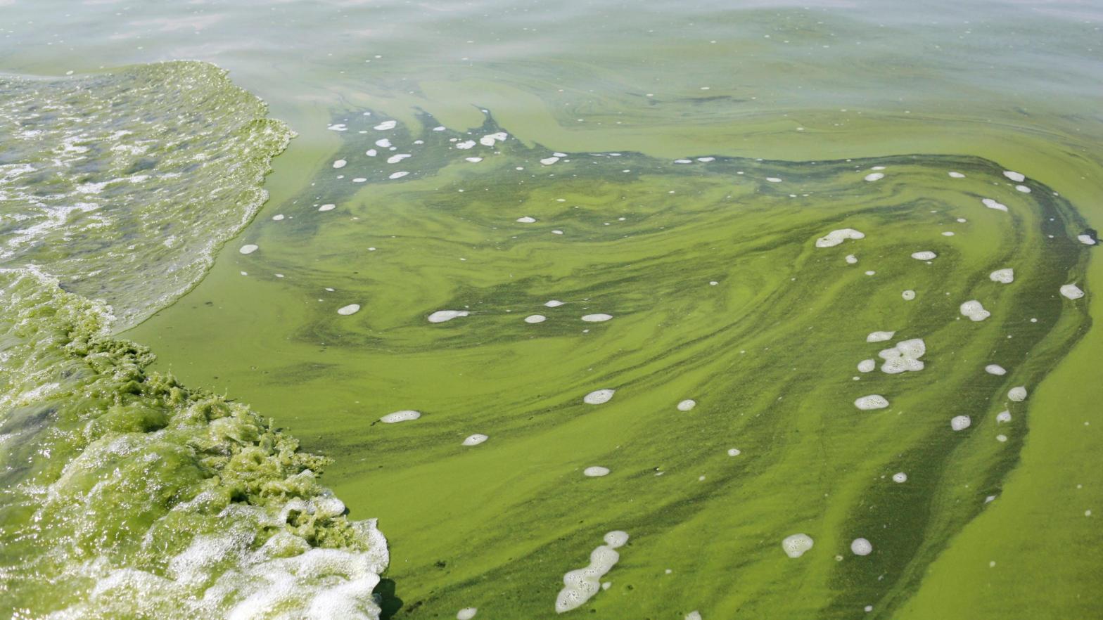 iAn algae bloom documented in Lake Erie in August 2014 (Photo: Haraz N. Ghanbari, AP)