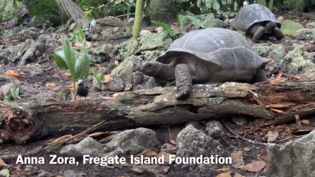 Giant Tortoise Caught on Video Hunting and Killing a Bird
