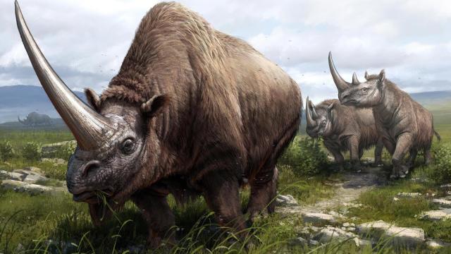 Ancient History of Rhinos, Including Woolly Ancestors, Revealed in DNA Study