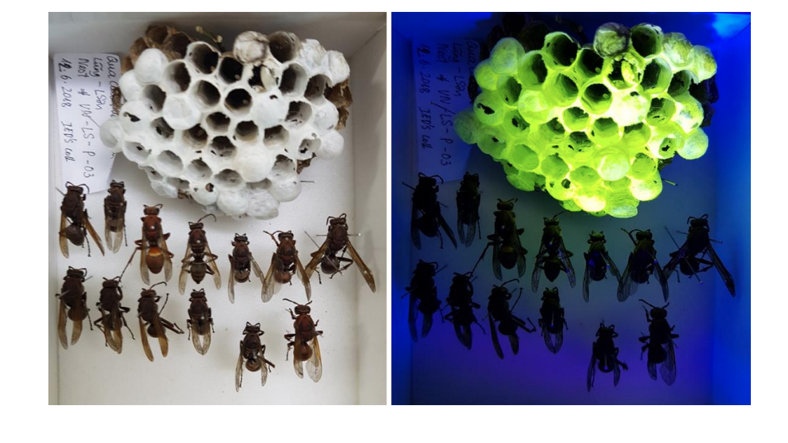 A nest belonging to P. brunetus wasps, seen under white light on the left and UV light on the right (Photo: Daney de Marcillac, et al/Journal of the Royal Society Interface)