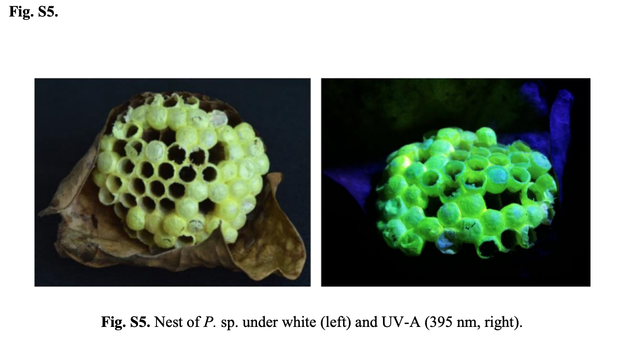 Another example of a glowing nest, belonging to a species from the Amazon rainforest. (Image: Daney de Marcillac, et al/Journal of the Royal Society Interface)