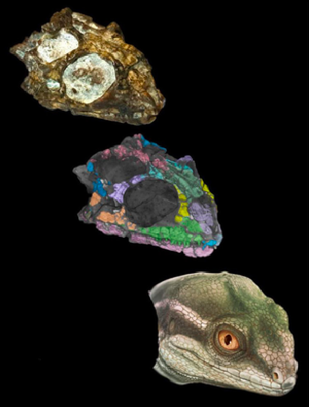 Intriguing Fossil Reptile Offers Clues to the Origin of Snakes and Lizards