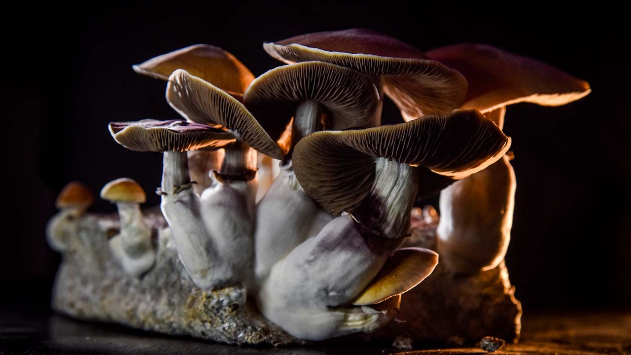 magic mushrooms depression treatment research
