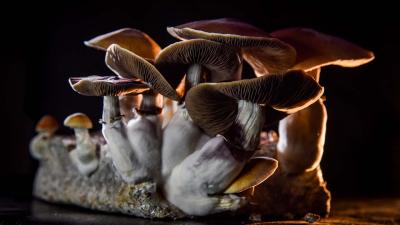 This Research Project Aims To Prove That Australia’s Magic Mushrooms Can Treat Severe Mental Illness