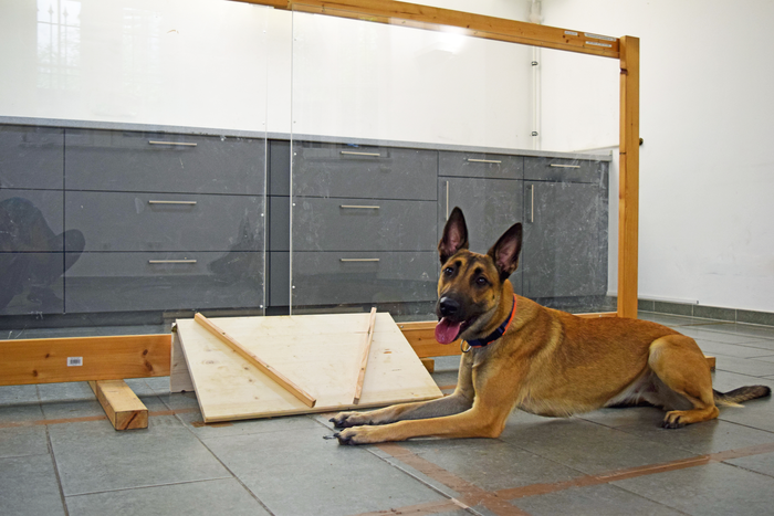 The setup used in the experiment, along with a furry test subject. (Photo: Katharina Schulte)