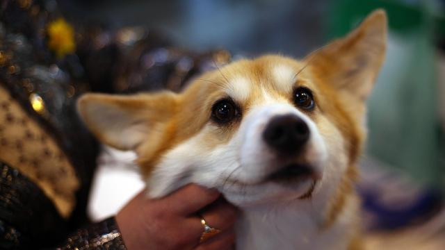 Dogs Can Tell When You’re Keeping Snacks From Them on Purpose, Study Suggests