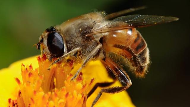 Flies Like Yellow, Bees Like Blue: How Flower Colours Cater To The Taste Of Pollinating Insects
