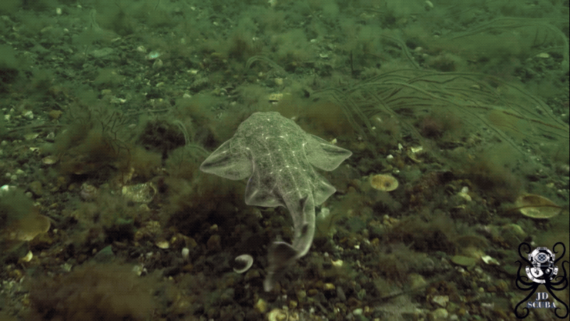 New footage taken off the coast of Wales shows a juvenile angel fish in action.  (Gif: ZSL/JD Scuba/Gizmodo)