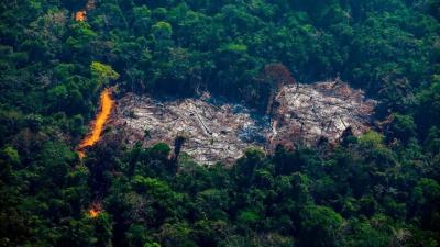 Amazon Invests in the Amazon Rainforest Instead of Just Paying Its Damn Taxes