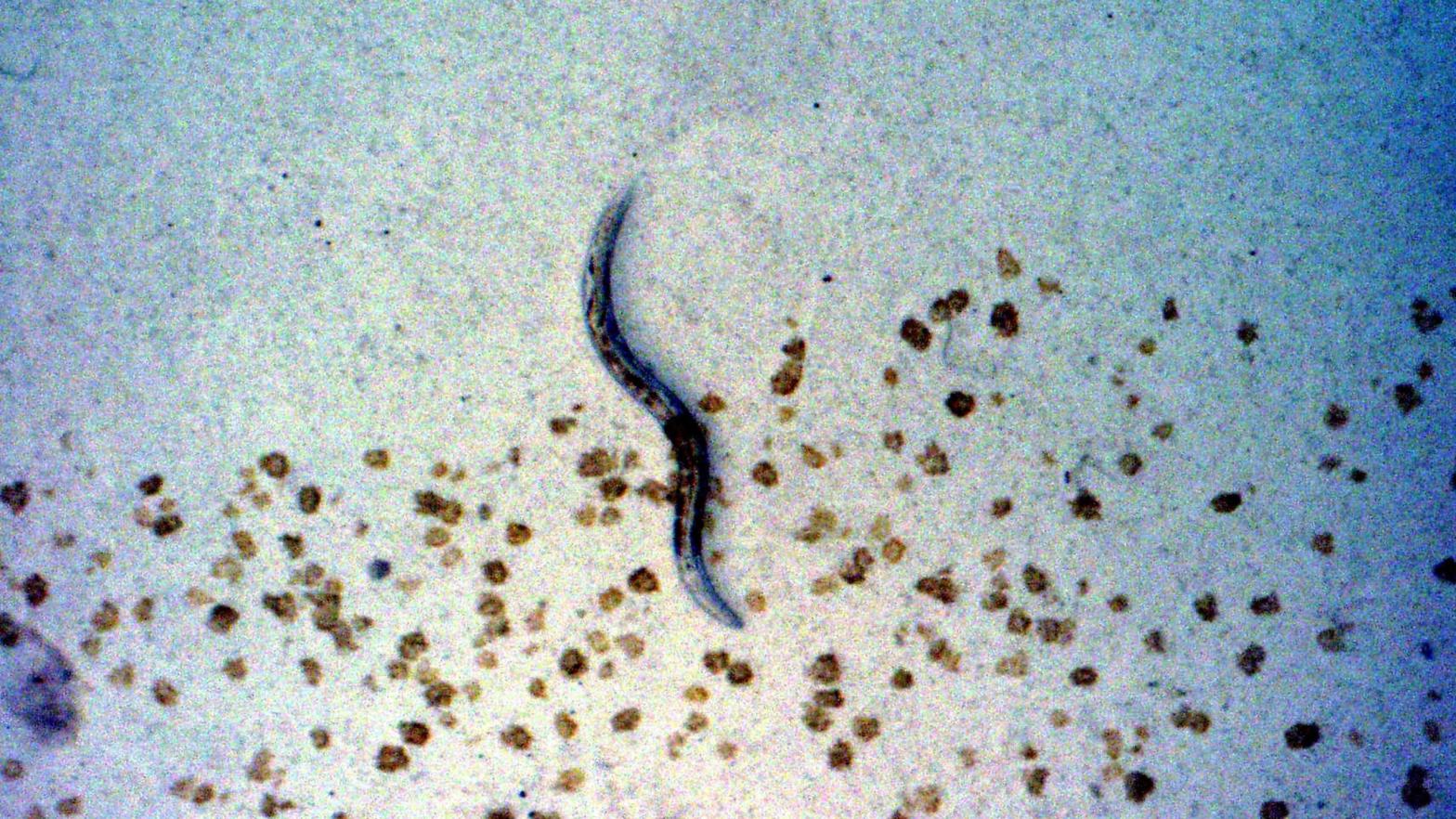 A C. elegans nematode descended from those aboard the space shuttle Columbia in 2003. (Photo: Volker Kern/NASA/Getty Images, Getty Images)