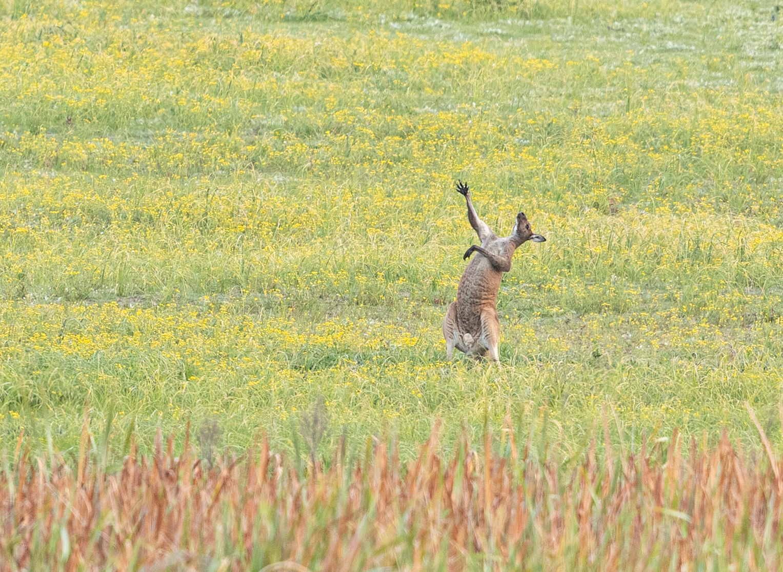 The Comedy Wildlife Photography Awards 2021 Lea Scaddan Perth Australia Title: Opera warm-ups Description: The kangaroo looked like he was singing 'the hills are alive, with the sound of music' in the field. Animal: Kangaroo Location of shot: Perth, Australia