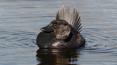 Say Hello To Ripper The Swearing Musk Duck, A Total Aussie Legend