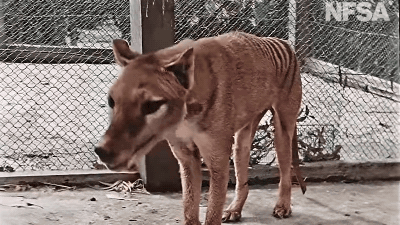 Colourised Footage of Tasmanian Tiger Brings an Extinct Species Back to Life