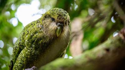 Adorable, Highly Inbred Land Parrots Are Somehow Genetically Thriving