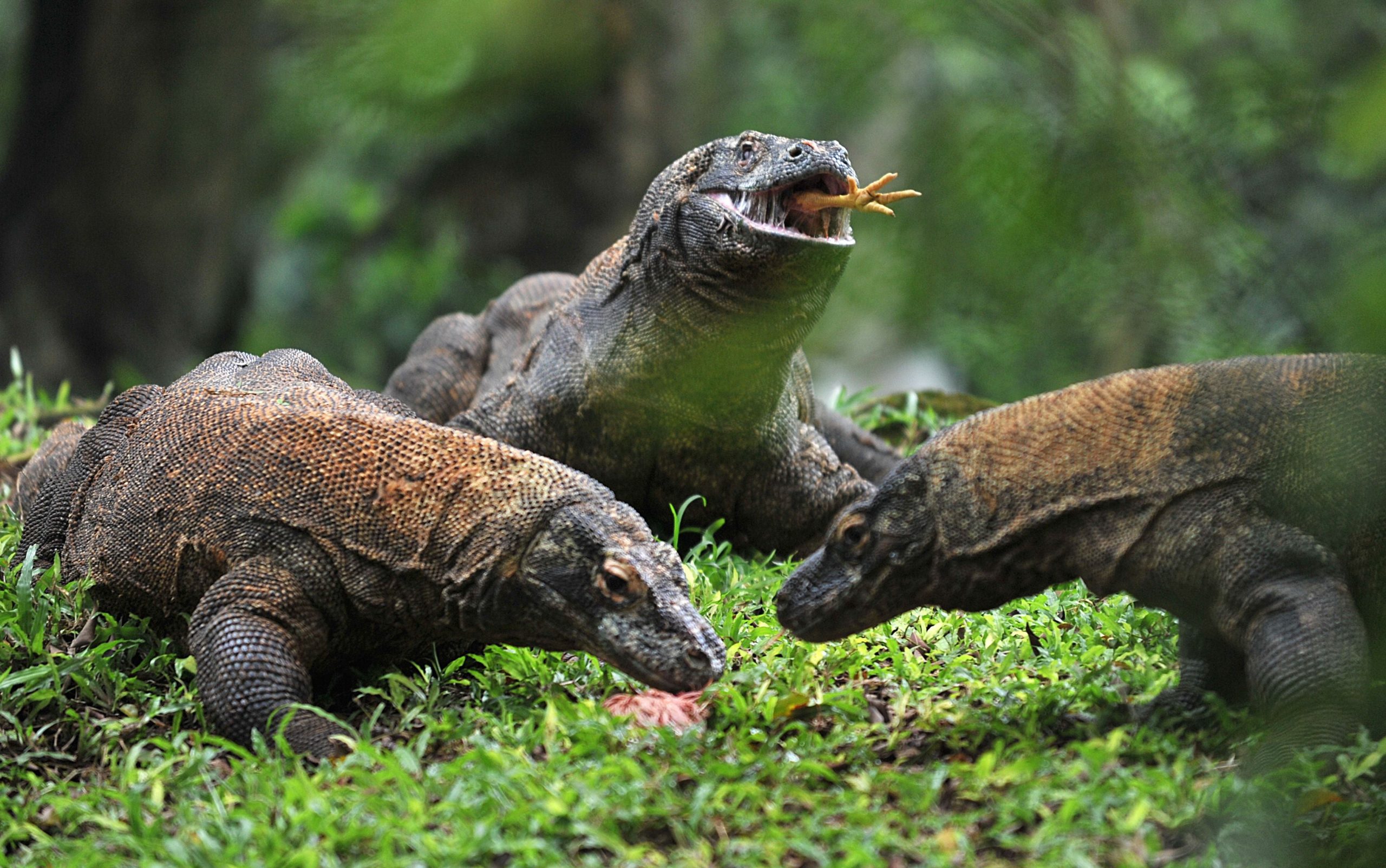 Komodo dragons chomping on chicken. (Photo: Bay ISMOYO / AFP, Getty Images)