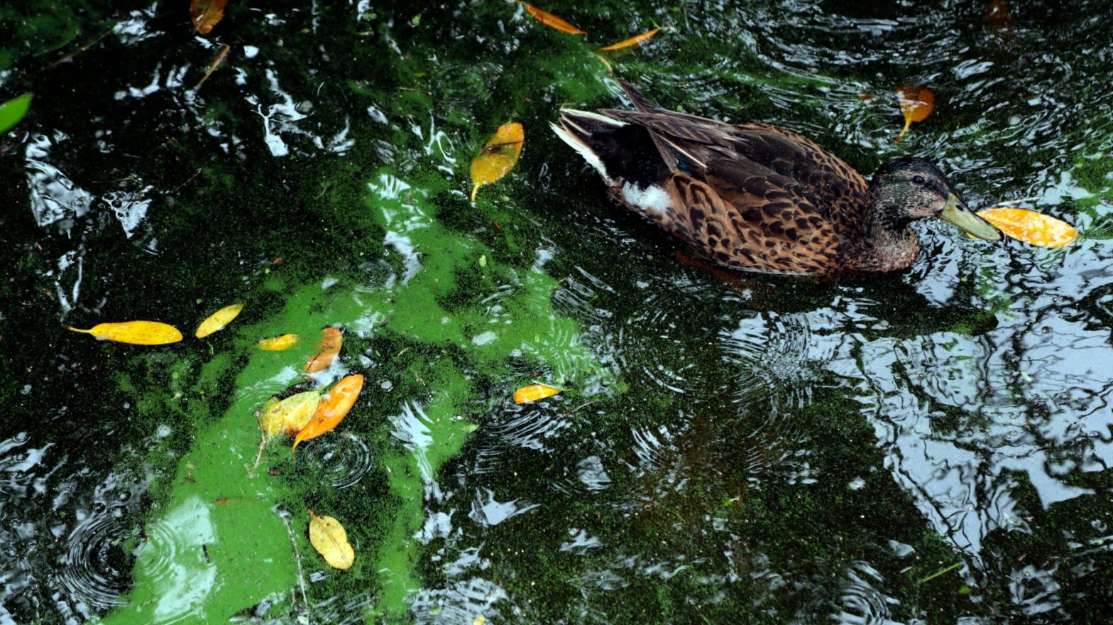 A duck floating past an algae bloom that occurred in July 2018 in the Caloosahatchee River, near Fort Myers, Florida (Photo: Lynne Sladky, AP)