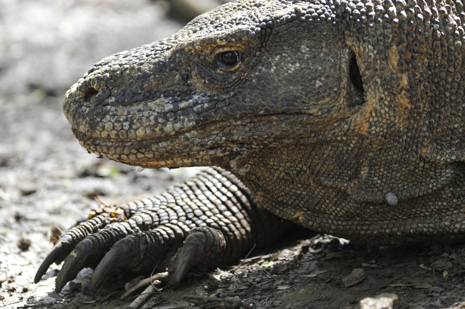 A Komodo dragon photographed in 2010. (Photo: ROMEO GACAD/AFP, Getty Images)