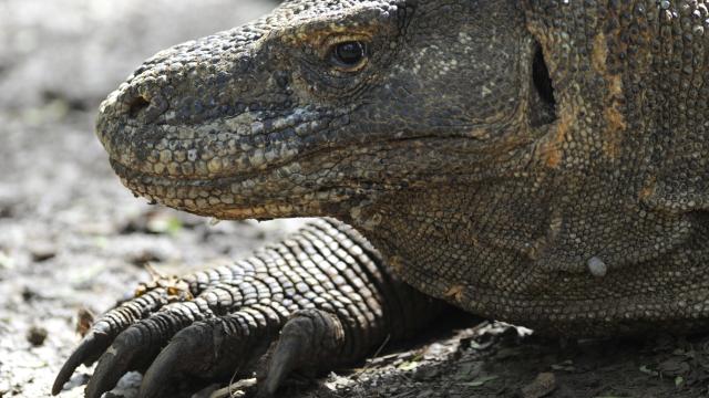 Komodo Dragons Are Lurching Toward Extinction