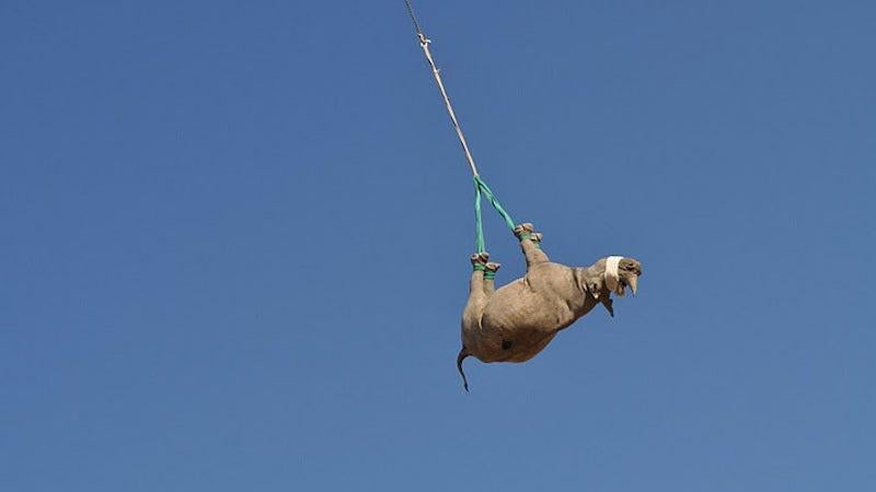 A sedated black rhino in the midst of being transported.  (Image: Cornell University College of Veterinary Medicine)